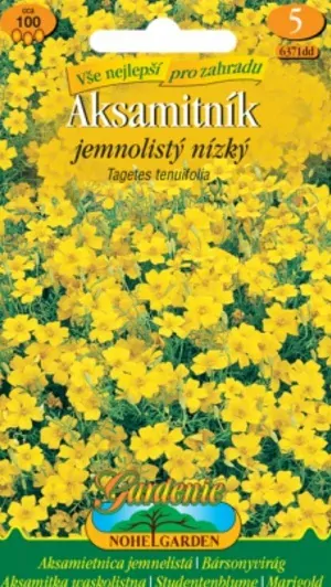 Aksamitník jemnolistý nízký, žlutý (semena)