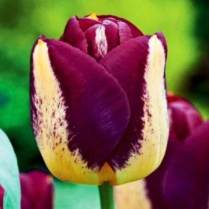 Tulipán Boston s purpurovými okvětními lístky a krémově žlutou kresbou