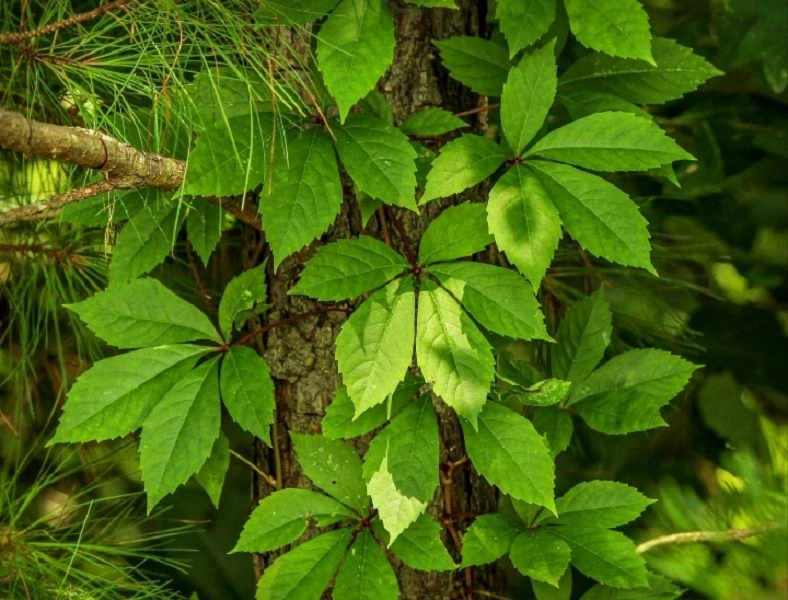 Přísavník pětilistý - Psí víno (rostliny)