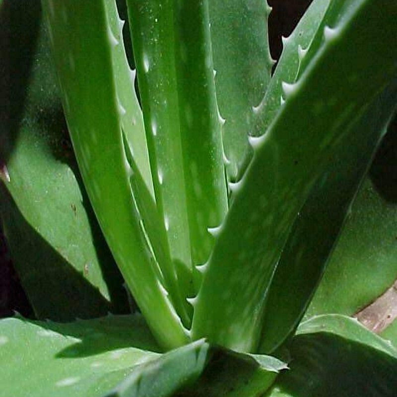 Aloe vera (rostliny)