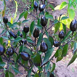 Chilli paprička Royal Black (semena)