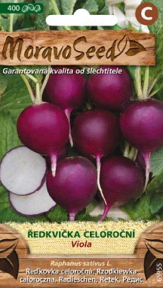 Ředkvička fialová Viola (semena)