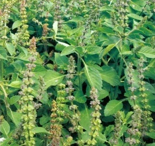 Bazalka posvátná, Tulsi (semena)