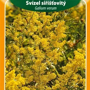Svízel siřišťovitý (semena)