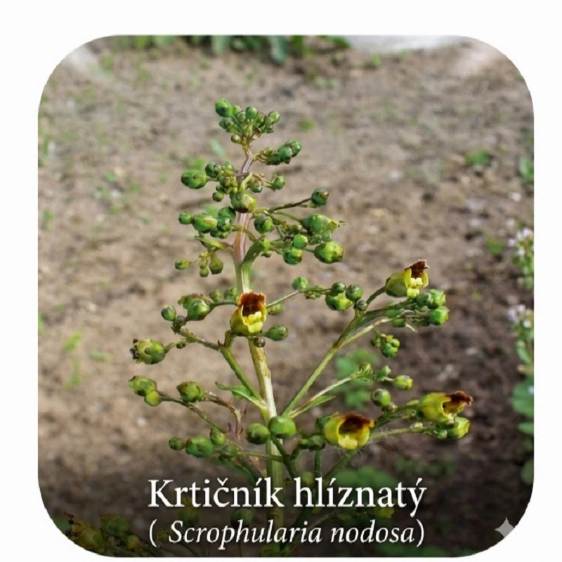 Krtičník hlíznatý (semena)