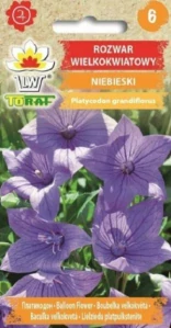 Boubelík modrý, baculka velkokvětá (semena)