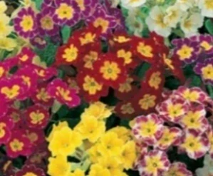 Prvosenka vyšší směs (semena)