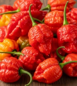 Chilli paprička Trinidad moruga scorpion (semena)