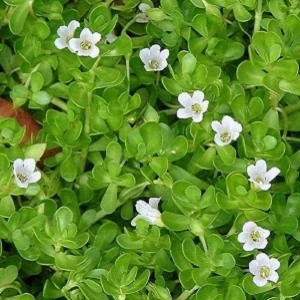 Brahmi, Bacopa Monnieri (rostliny)