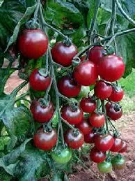 Rajče tyčkové, růžové (semena)