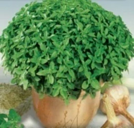 Bazalka pravá trpasličí (semena)