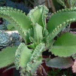 Naduť madagaskarská - Pokojový ženšen (rostliny)