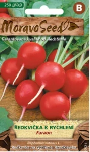 Ředkvička k rychlení Faraon (semena)