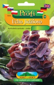 Jidášovo ucho, sadba