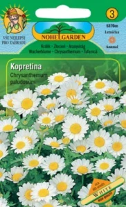 Kopretina bahenní bílá (semena)
