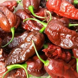Chilli paprička Bhut jolokia chocolate (semena)