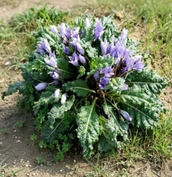 Mandragora lékařská (semena)