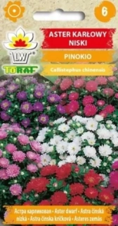 Astra nízká, Pinokio (semena)