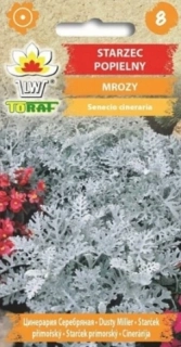 Starček přímořský (semena)