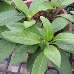 Gynura procumbens (rostliny) Poslední kus
