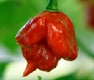 Chilli paprička, Jamaican Rosso (semena)