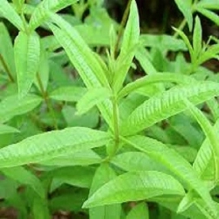 Verbena citronová (rostliny)