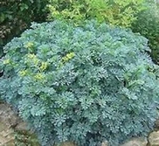 Routa vonná (semena)
