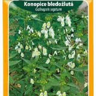 Konopice bledožlutá (semena)