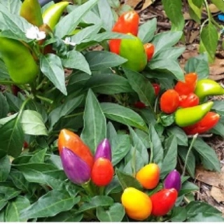 Chilli paprička Chinese Multicolor (semena)