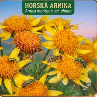 Arnika horská (semena)