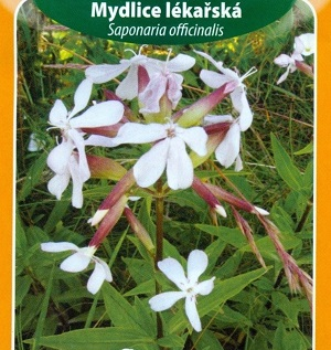 Mydlice lékařská (semena)